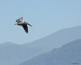 20080223 Brown Pelican - Mexico 1 035.jpg