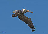 20080223 Brown Pelican (Mexico) 1 227.jpg