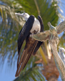 20080223 Magnificent Frigatebird (female) - Mexico 1 410.jpg