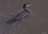 20080228 Neotropic Cormorant - Mexico 3 294.jpg