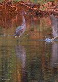 20080228 Reddish Egret - Mexico 3 153.jpg