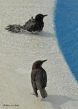 20080223 Great-tailed Grackle (Mexico) 1 419.jpg