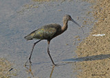 20080223 White-faced Ibis (Mexico) 1 531 xxx.jpg
