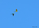 20080225 Military Macaws - Mexico 2 077.jpg