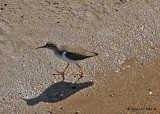 20080223 Spotted Sandpiper - Mexico 1 258.jpg