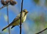 20080225 Least Flycatcher - Mexico 2 180.jpg