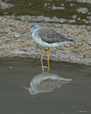 20080228 Greater Yellowlegs - Mexico 3 582.jpg
