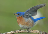 20080502 150 Eastern Bluebird.jpg