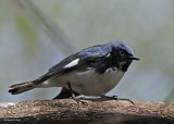 20080509 184 Black-throated Blue Warbler SERIES.jpg