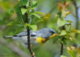 20080509 090 Northern Parula.jpg