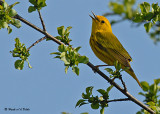 20080512 022 Yellow Warbler.jpg