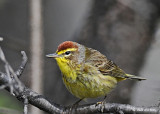20080507 080 Palm Warbler.jpg