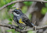 20080507 105 Yellow-rumped Warbler (male).jpg