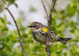 20080509 100 Yellow-rumped Warbler.jpg