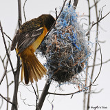 20080522 054 Baltimore Oriole SERIES.jpg
