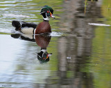 20080520 128 Wood Duck.jpg