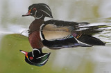 20080520 189 Wood Duck SERIES.jpg