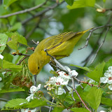 20080522 017 Yellow Warbler.jpg