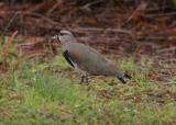 Southern Lapwing