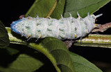 IMG_0091--chenille_900.jpg