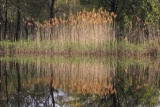 IMG_0095--reflets-900.jpg