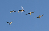 BEAUDET-2-_2010 11 11_0451--OIES ET LUNE.jpg