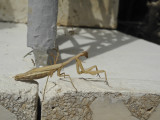 Preying Mantis.jpg