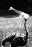 There!...see all long necks are not created equal..