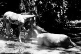 Przevalsky's wild horse - newborn foal plays with big brother Bruce