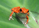 Red Frog