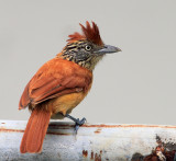 Barred Antshrike (Thamnophilus doliatus)(female)