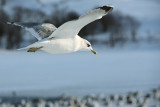 DSC02551 - Comimg in for a Landing
