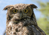 DSC03779 - Whoooo The Heck Are You?**WINNER**