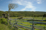 DSC07825 - Weathered Tree and Fences