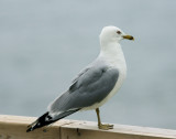 DSC08622 - Jonathan Livingston, I Presume?