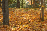 DSC00041 - Leaf Blanket