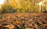 DSC00069 - More Leaves