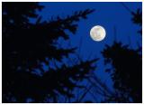 Moon from my back patio - March 2005