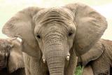 Elephants 2