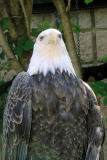 His Majesty!