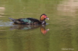 Canard musqué 1 Repentigny 11-09-2008.jpg