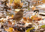 Grive solitaire 11 Repentigny 29-10-2010.jpg