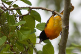 Oriole de Baltimore 2A Repentigny 20-05-2008.jpg