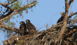 Watching the Babies - about 2 months old - 2009