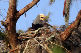 Bald Eagle - Working hard with branch she just carried in to finish the nest - September 28, 2012