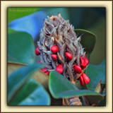 Magnolia Sowing The Next Generation