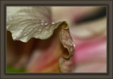 Refreshed In Maturity
