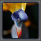 Floral Flame