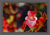And, Speaking On behalf Of Our Bokeh This Afternoon, Let Me Introduce Sunny Red