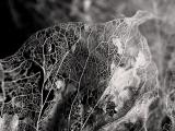 Skeletonized leaf - OaklandWoody